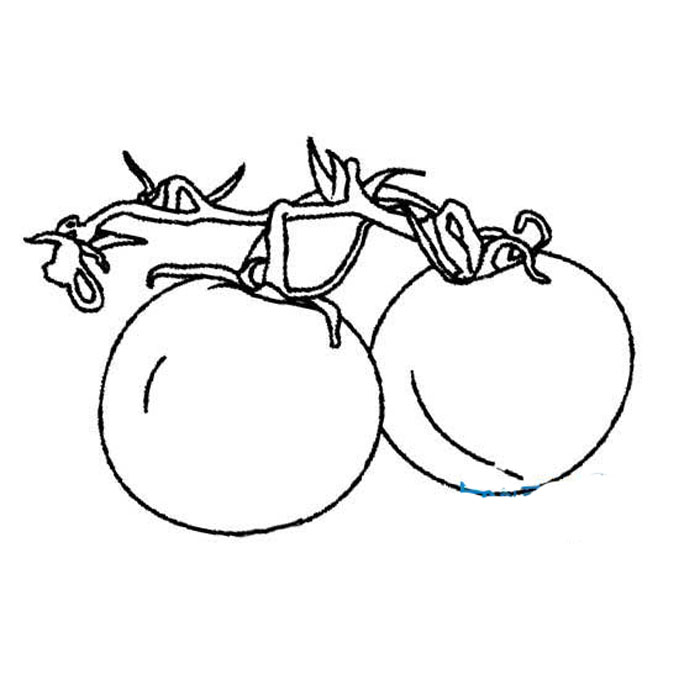 简单的西红柿简笔画
