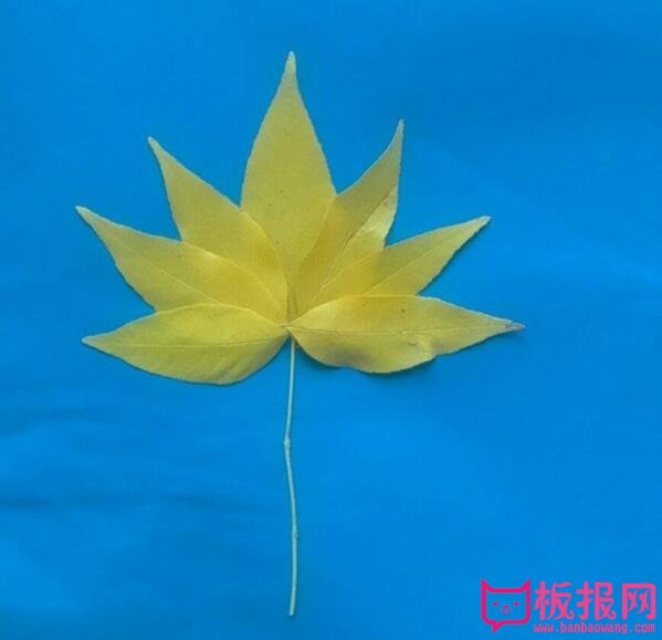 漂亮的儿童树叶贴画制作方法，金菊