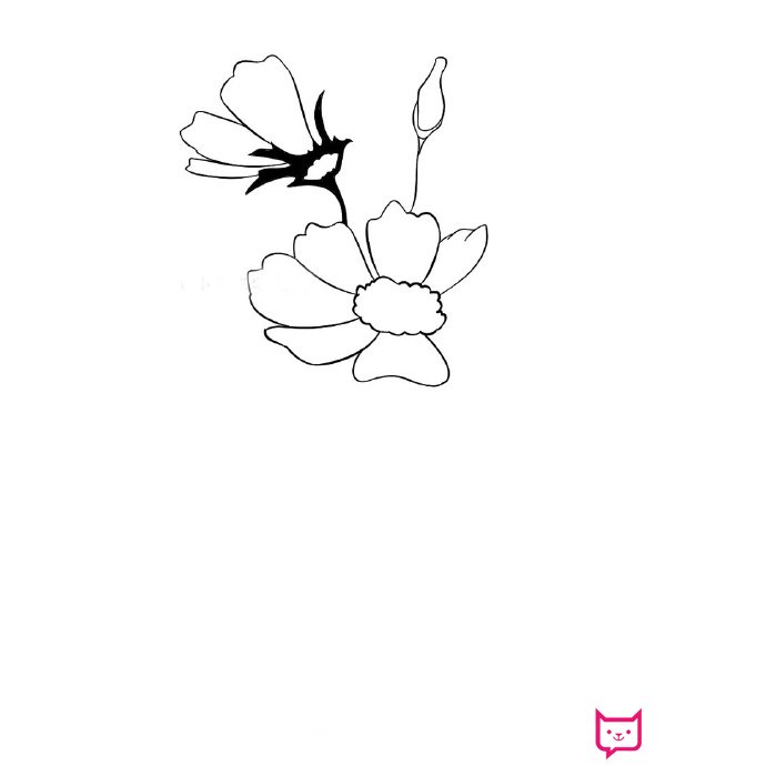 简单的植物简笔画教程，雏菊简笔画