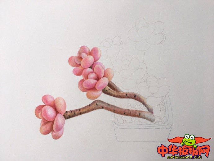 彩铅画多肉教程步骤图，桃之卵彩铅画