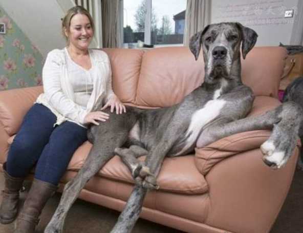世界上最大的宠物狗是它！