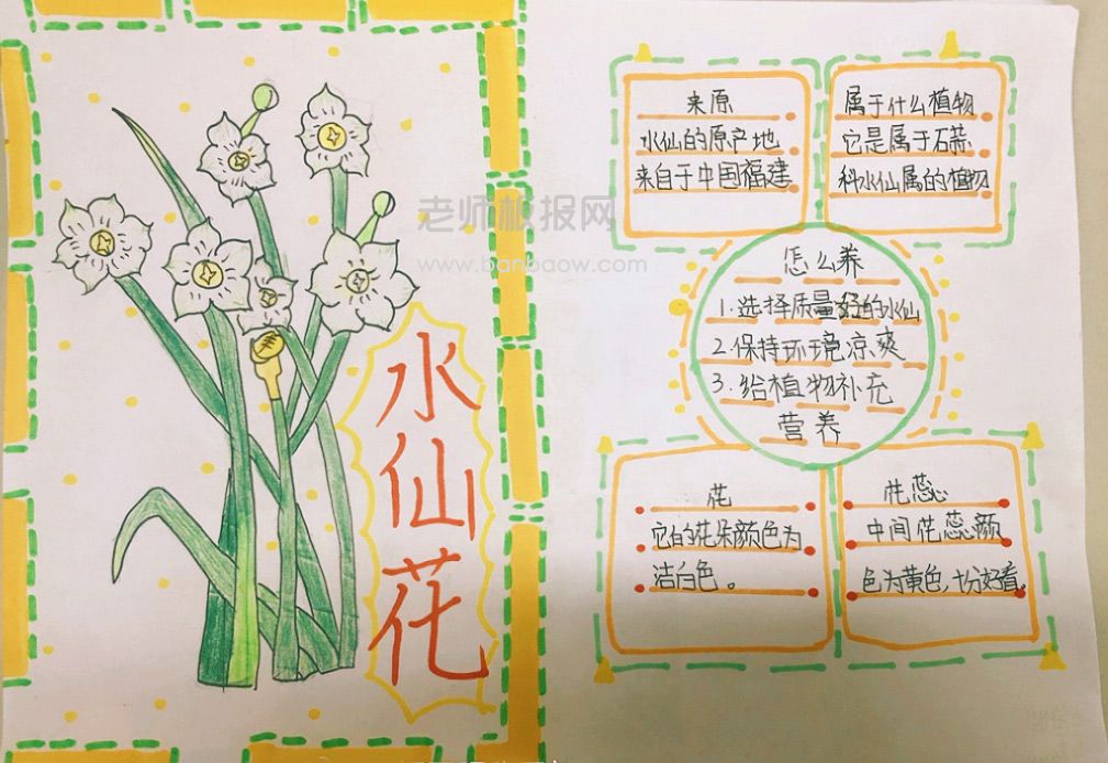 水仙花的手写图片