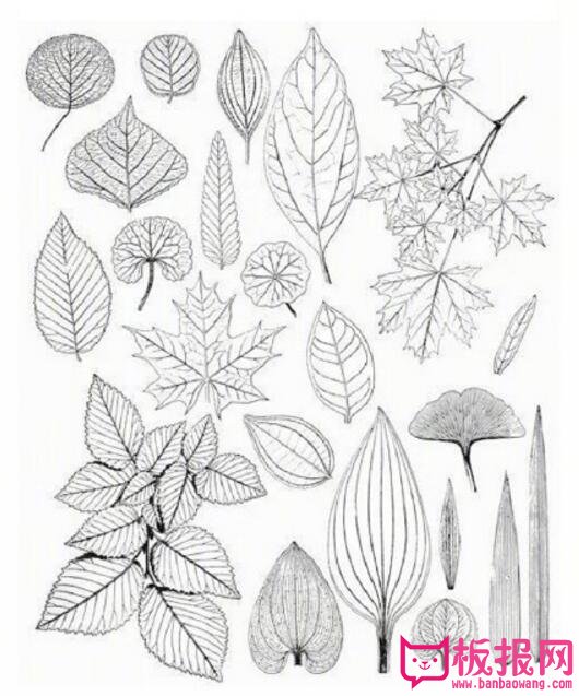 史上最全的植物简笔画素材，手账植物素材