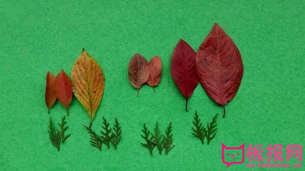 风景树叶粘贴画教程，诗意的秋天