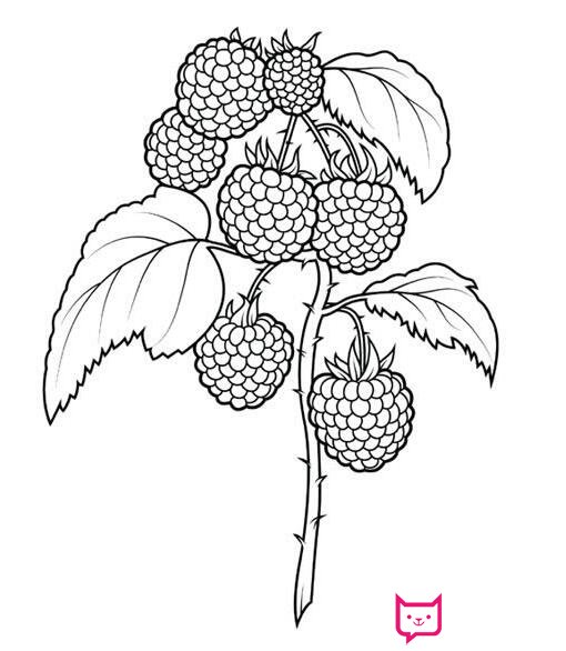 简单的水果简笔画图片，树莓简笔画