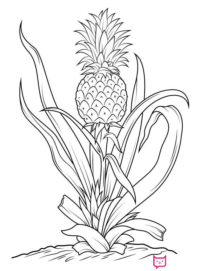 好看的水果简笔画图片，菠萝简笔画