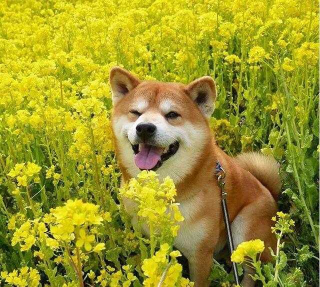 超可爱柴犬头像图片，超火的日本柴犬berry