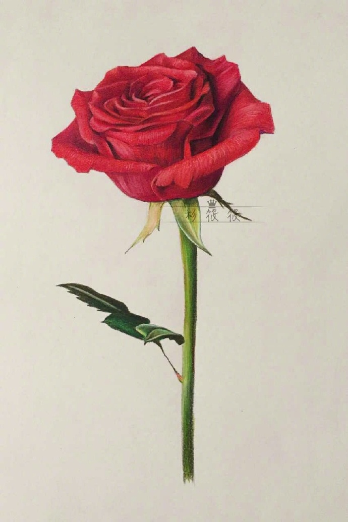 简单的彩铅画教程，彩铅玫瑰