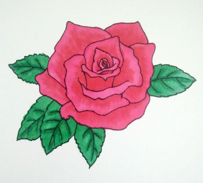 盛开玫瑰花的画法，盛开的玫瑰花怎么画
