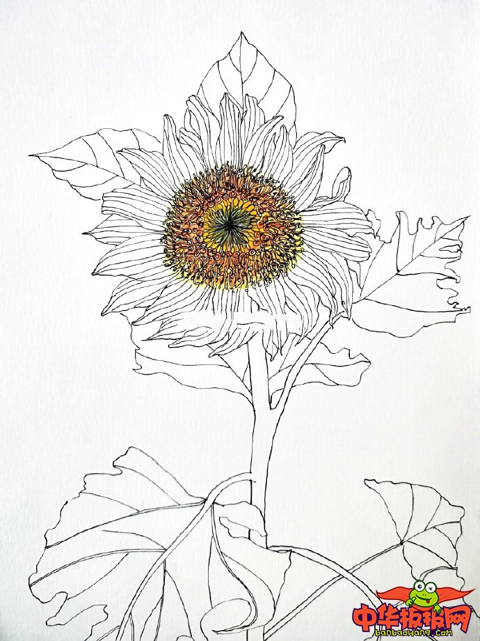 简单的淡彩速写步骤图，向日葵
