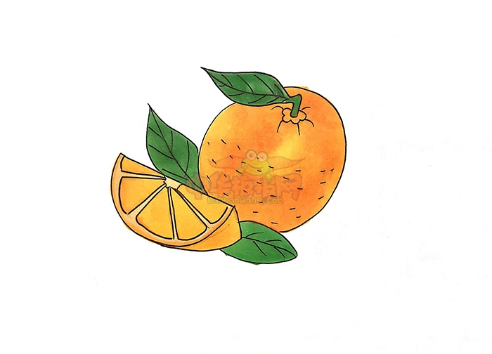 橙子怎么画简笔画，简单的橙子简笔画步骤