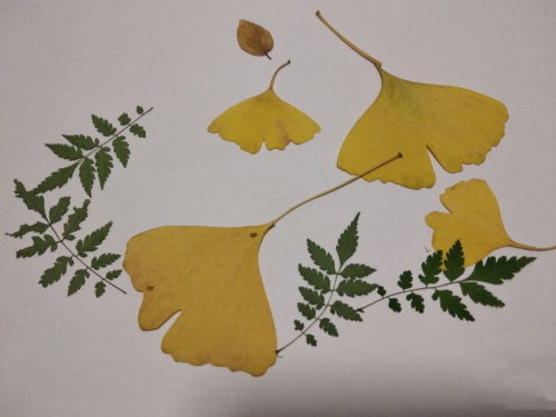 简单的树叶贴画步骤图片