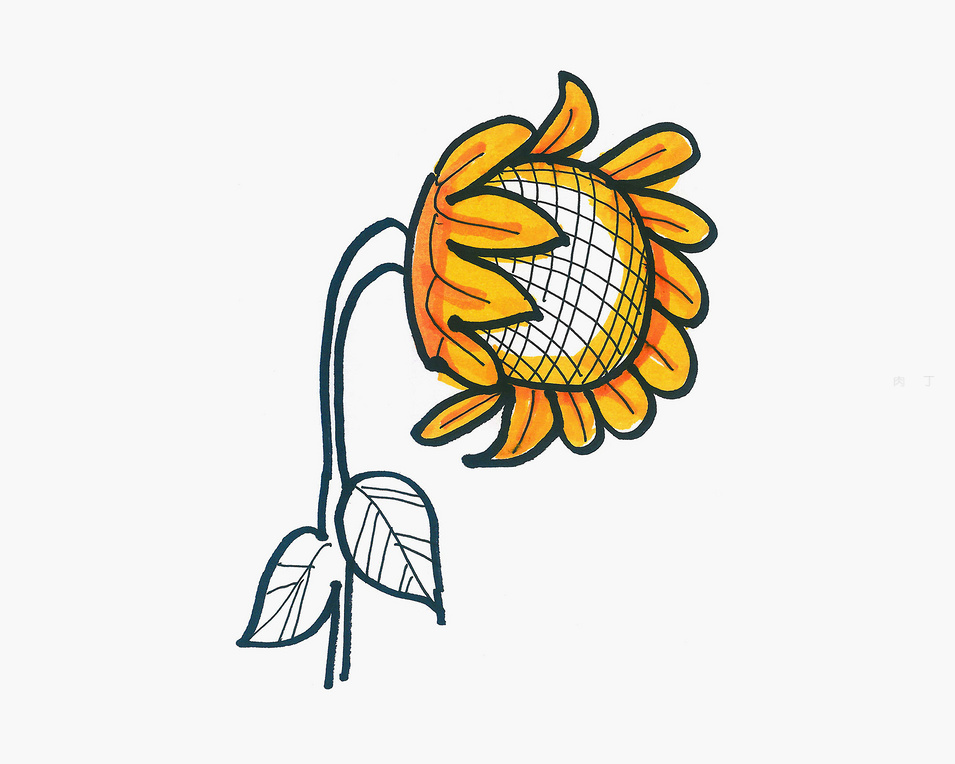 向日葵简笔画步骤图片大全 向日葵是怎么画的