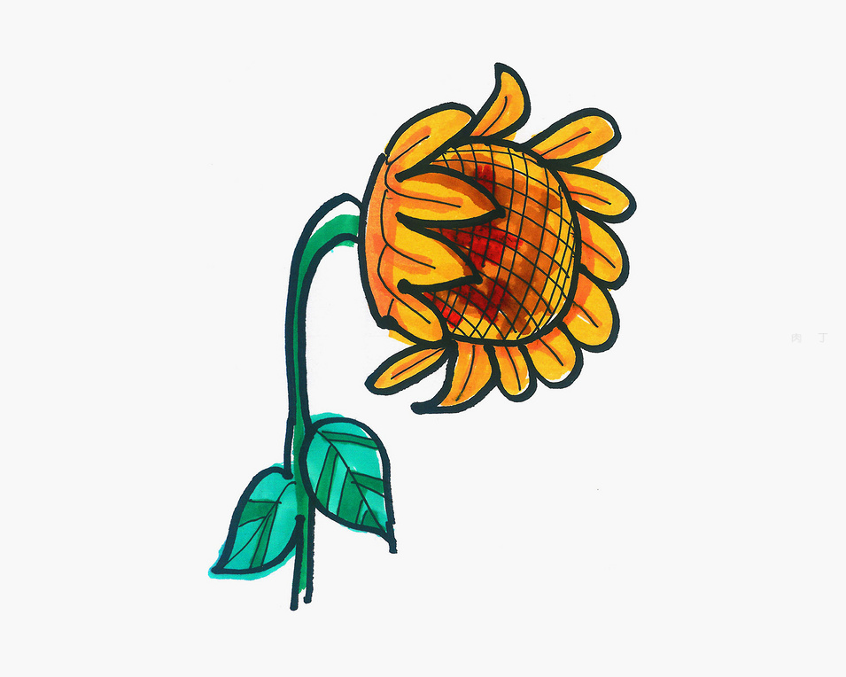 向日葵简笔画图片大全向日葵是怎么画出来的？