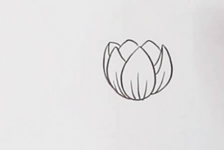 郁金香简笔画步骤图片郁金香是怎么画出来的？
